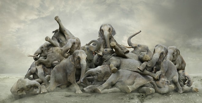 Eléphants - photographe Koen Demuynck