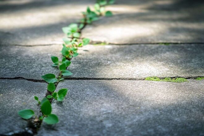 Image d'illustration. Gros plan de mauvaises herbes vertes vives sur un trottoir urbain